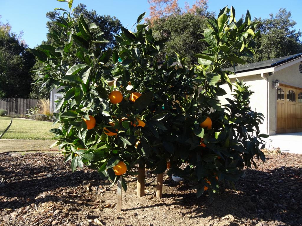 111 - 20131028 New Fruit Trees