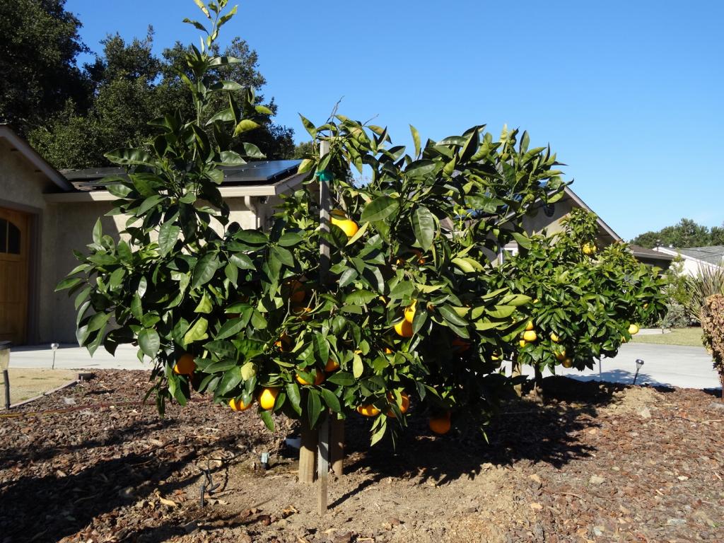 112 - 20131028 New Fruit Trees