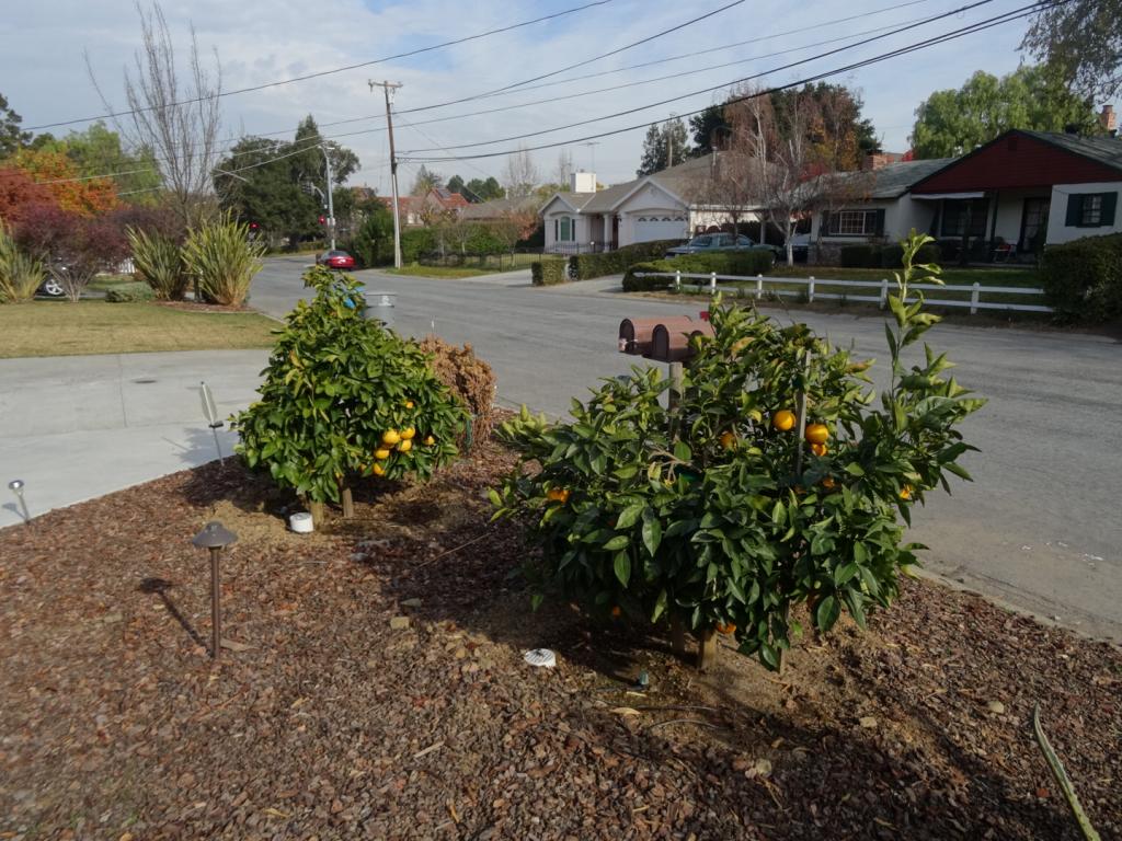 113 - 20131028 New Fruit Trees