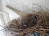 Album: 2014/03/06 - Baby Birds