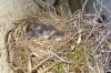 104 - 20140306 Baby Birds