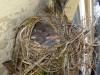 107 - 20140306 Baby Birds