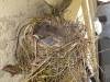 108 - 20140306 Baby Birds