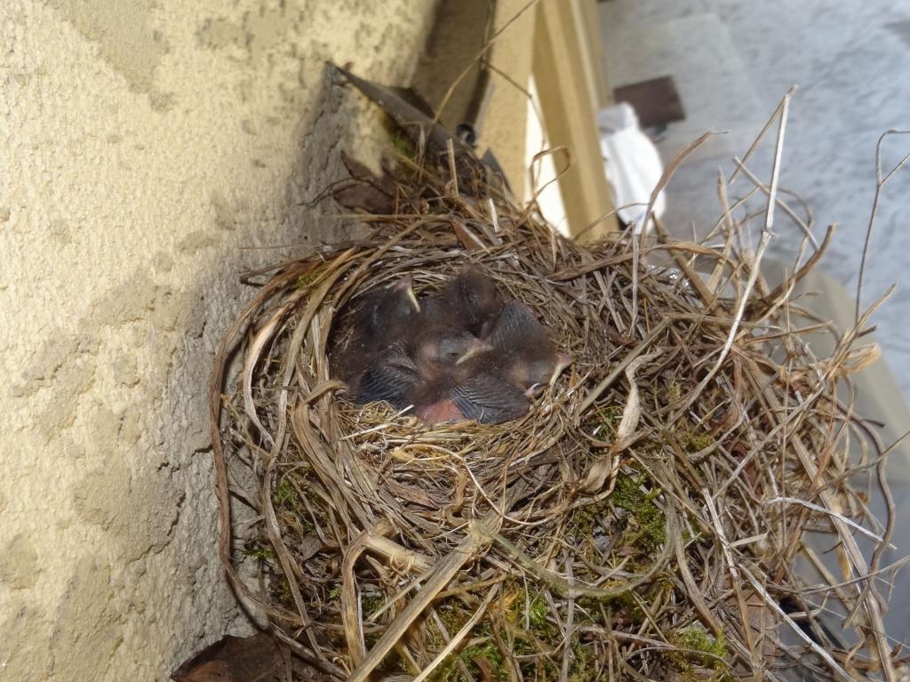 106 - 20140306 Baby Birds