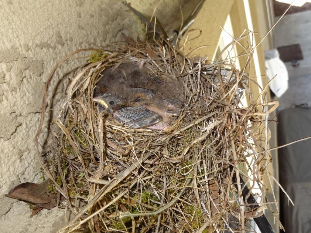 108 - 20140306 Baby Birds