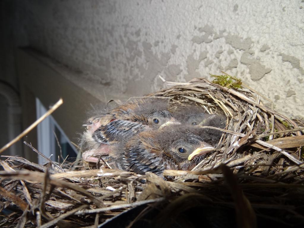 118 - 20140306 Baby Birds