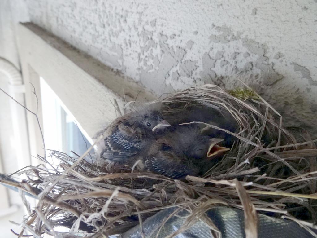 119 - 20140306 Baby Birds