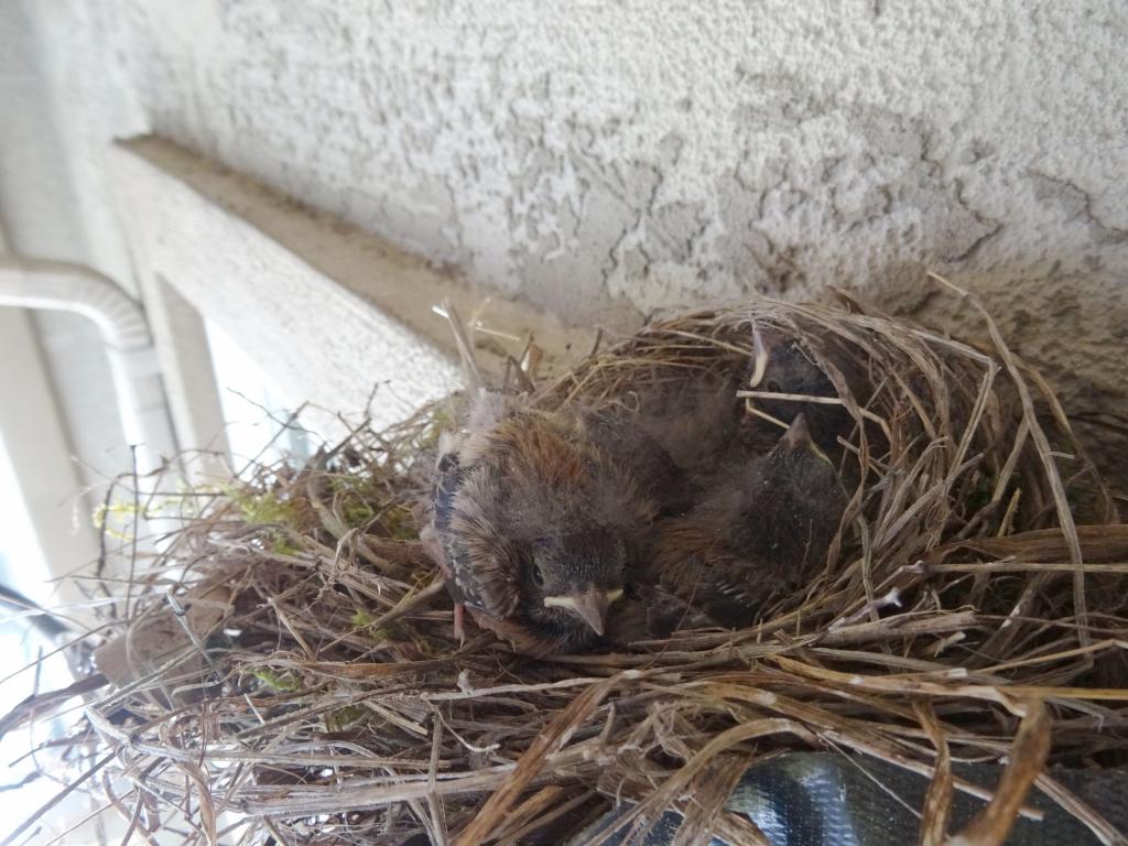 127 - 20140306 Baby Birds