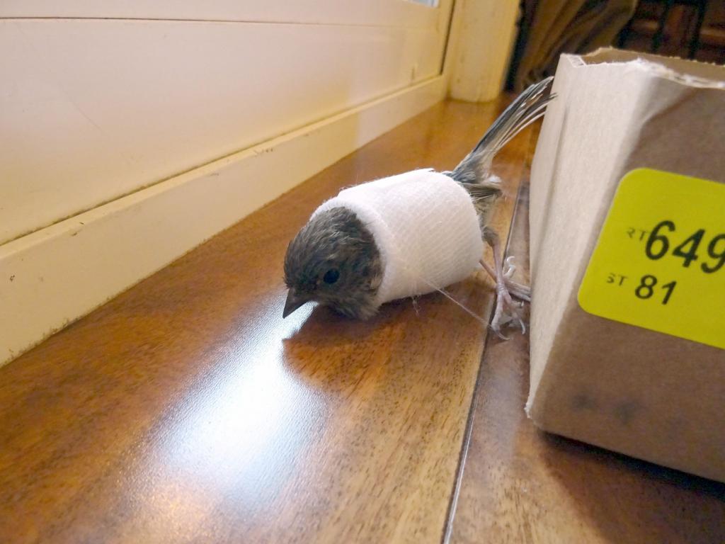 100 - 20150423 Baby Dark-Eyed Junko