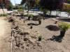 120 - 20150901 New Low Water Plants Setup