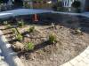 121 - 20150901 New Low Water Plants Setup