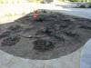 123 - 20150901 New Low Water Plants Setup