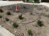 126 - 20150901 New Low Water Plants Setup