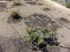 130 - 20150901 New Low Water Plants Setup