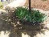 136 - 20150901 New Low Water Plants Setup