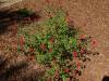 200 - 20150901 New Low Water Plants After