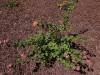 203 - 20150901 New Low Water Plants After
