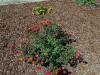 204 - 20150901 New Low Water Plants After