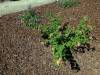 205 - 20150901 New Low Water Plants After