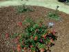 206 - 20150901 New Low Water Plants After