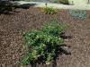 207 - 20150901 New Low Water Plants After