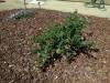 210 - 20150901 New Low Water Plants After