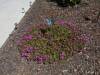 211 - 20150901 New Low Water Plants After