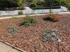 212 - 20150901 New Low Water Plants After