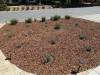 213 - 20150901 New Low Water Plants After