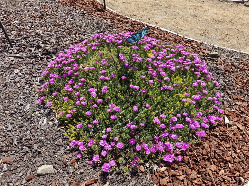 300 - Catus Flowers