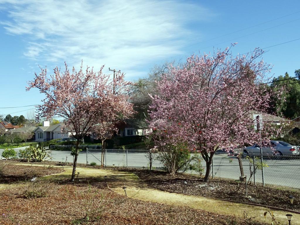 100 - 20160216 Cherry Blossom