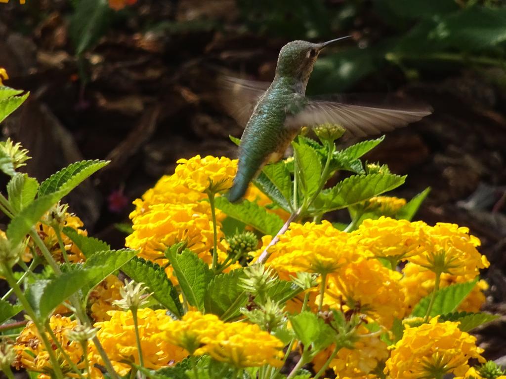 100 - 20160913 Hummingbird