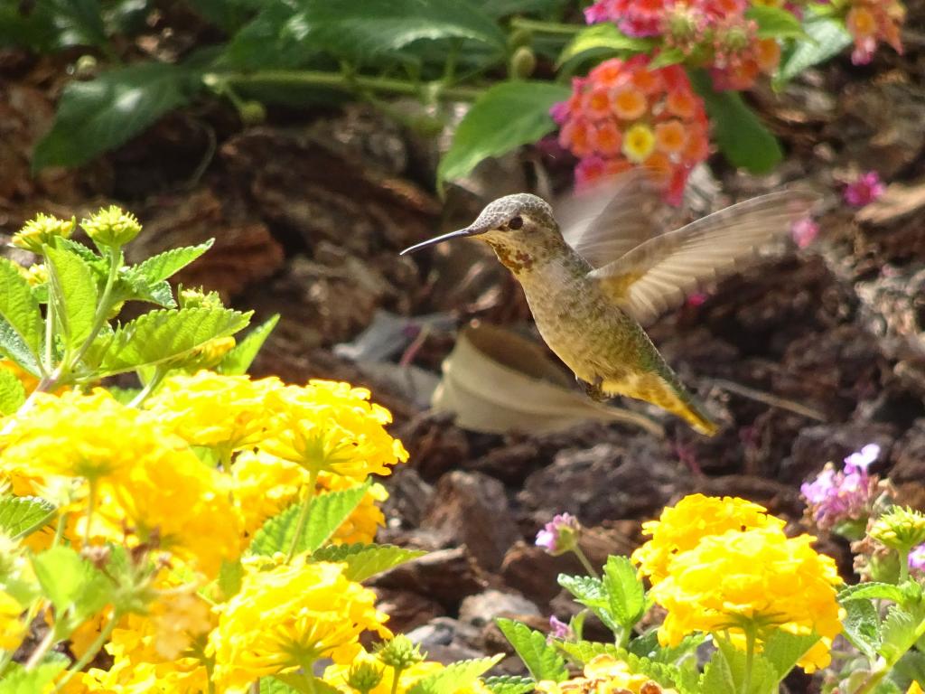 102 - 20160913 Hummingbird