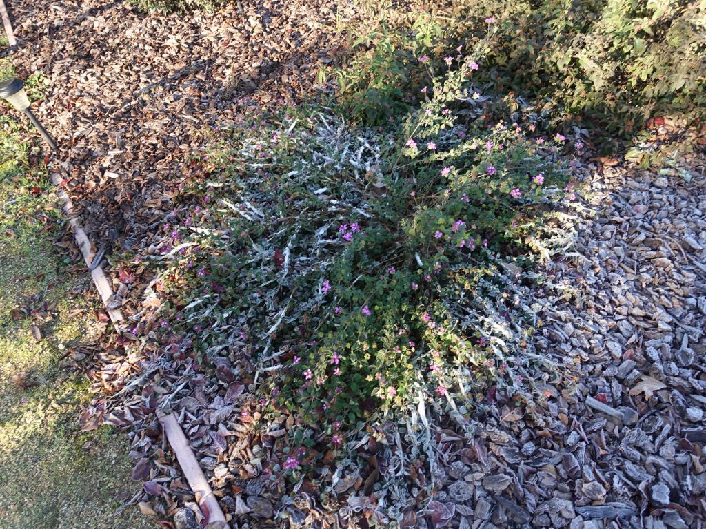 103 - 20161219 Lantana Frost