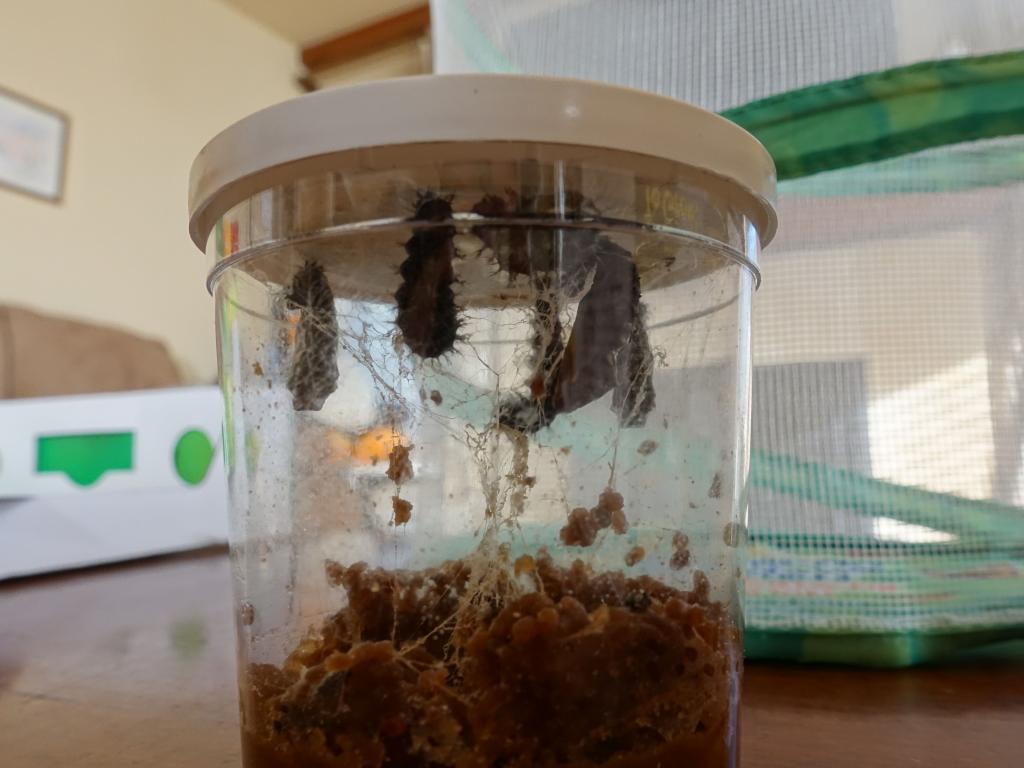 103 - 20181103 Butterflies Growing