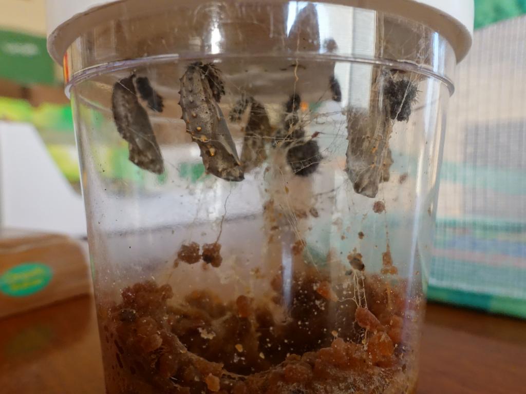 106 - 20181103 Butterflies Growing