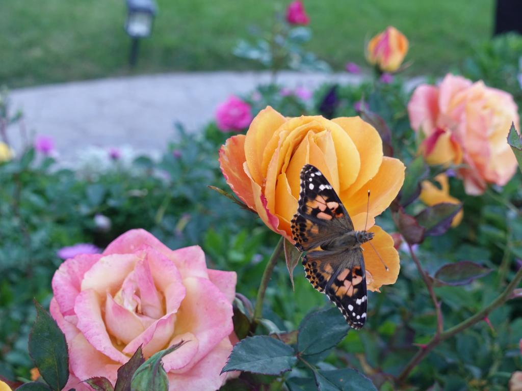 143 - 20181103 Butterflies Growing