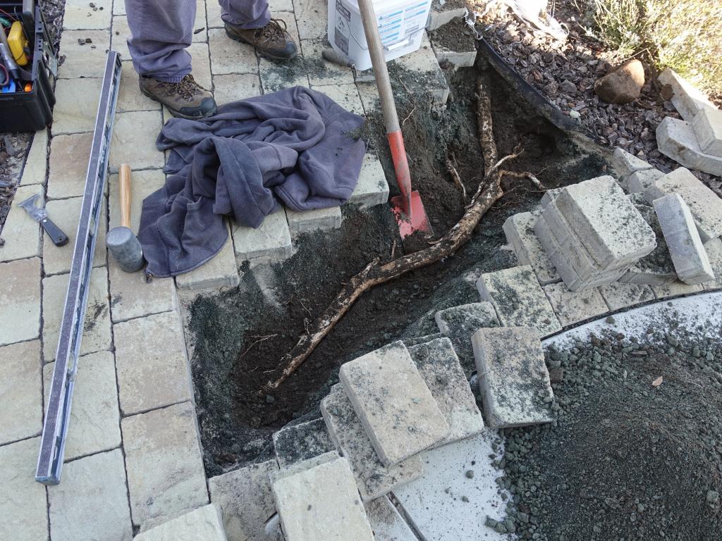 100 - 20190104 Pavers Fixing Roots