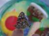 122 - 20200615 Insectlore Painted Ladies