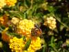 134 - 20200615 Insectlore Painted Ladies