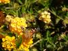 135 - 20200615 Insectlore Painted Ladies