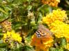 136 - 20200615 Insectlore Painted Ladies