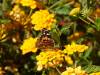 139 - 20200615 Insectlore Painted Ladies