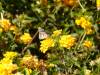 146 - 20200615 Insectlore Painted Ladies