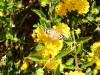 147 - 20200615 Insectlore Painted Ladies