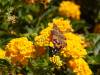 148 - 20200615 Insectlore Painted Ladies