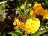 150 - 20200615 Insectlore Painted Ladies