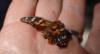 101 - 20200625 Insectlore Painted Ladies Gimpy