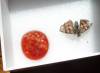 125 - 20200625 Insectlore Painted Ladies Gimpy