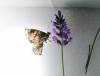 126 - 20200625 Insectlore Painted Ladies Gimpy